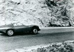 TZ Spider (2).jpg